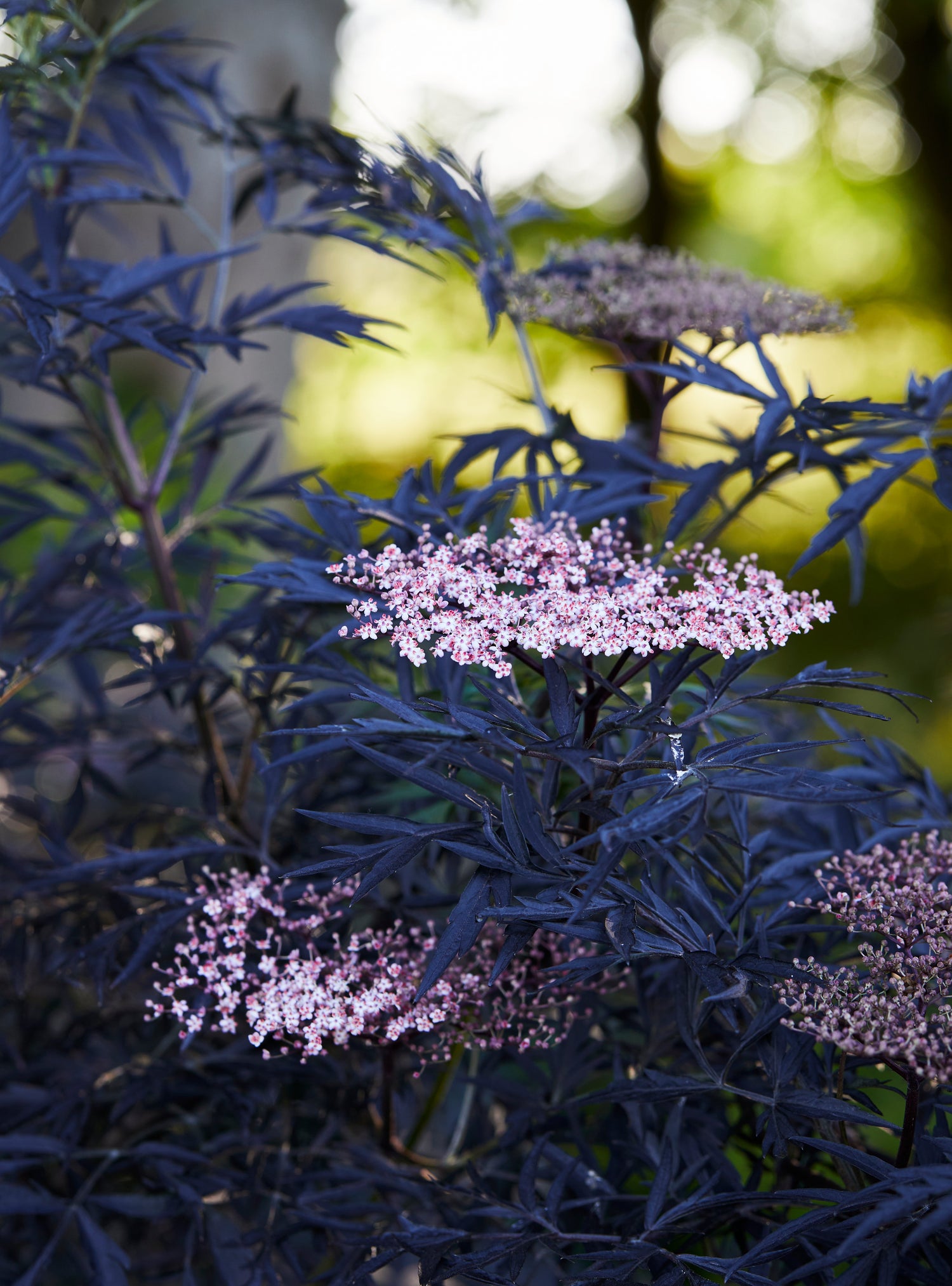 Elegant Elderberry