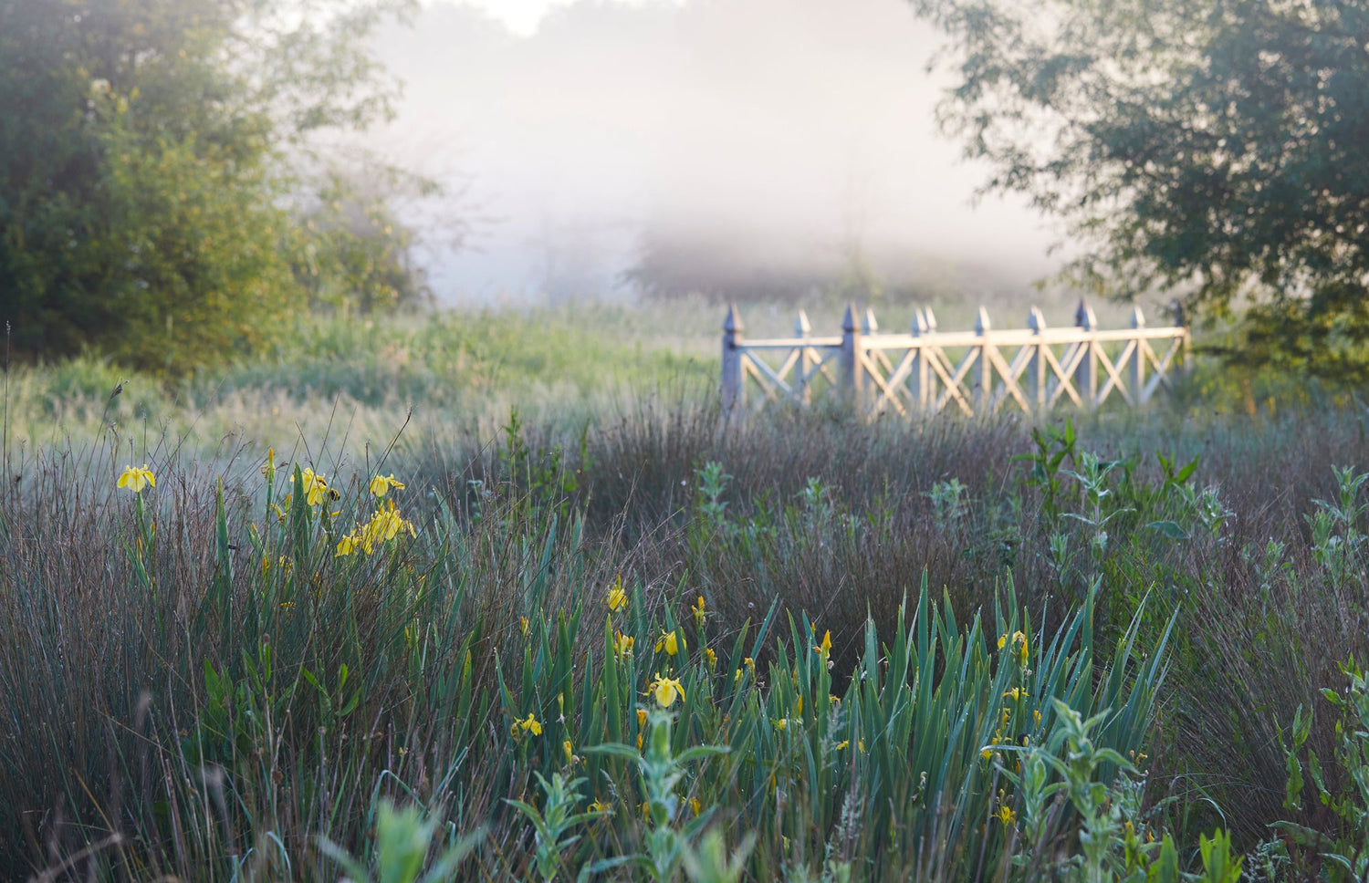 Water Meadow Scent