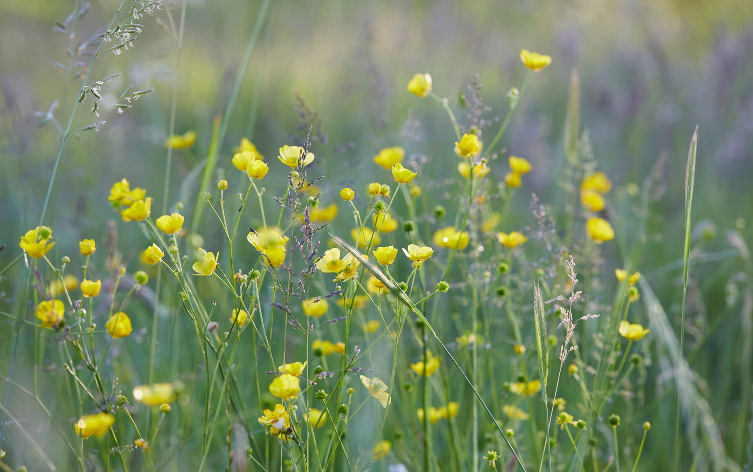 Water Meadow