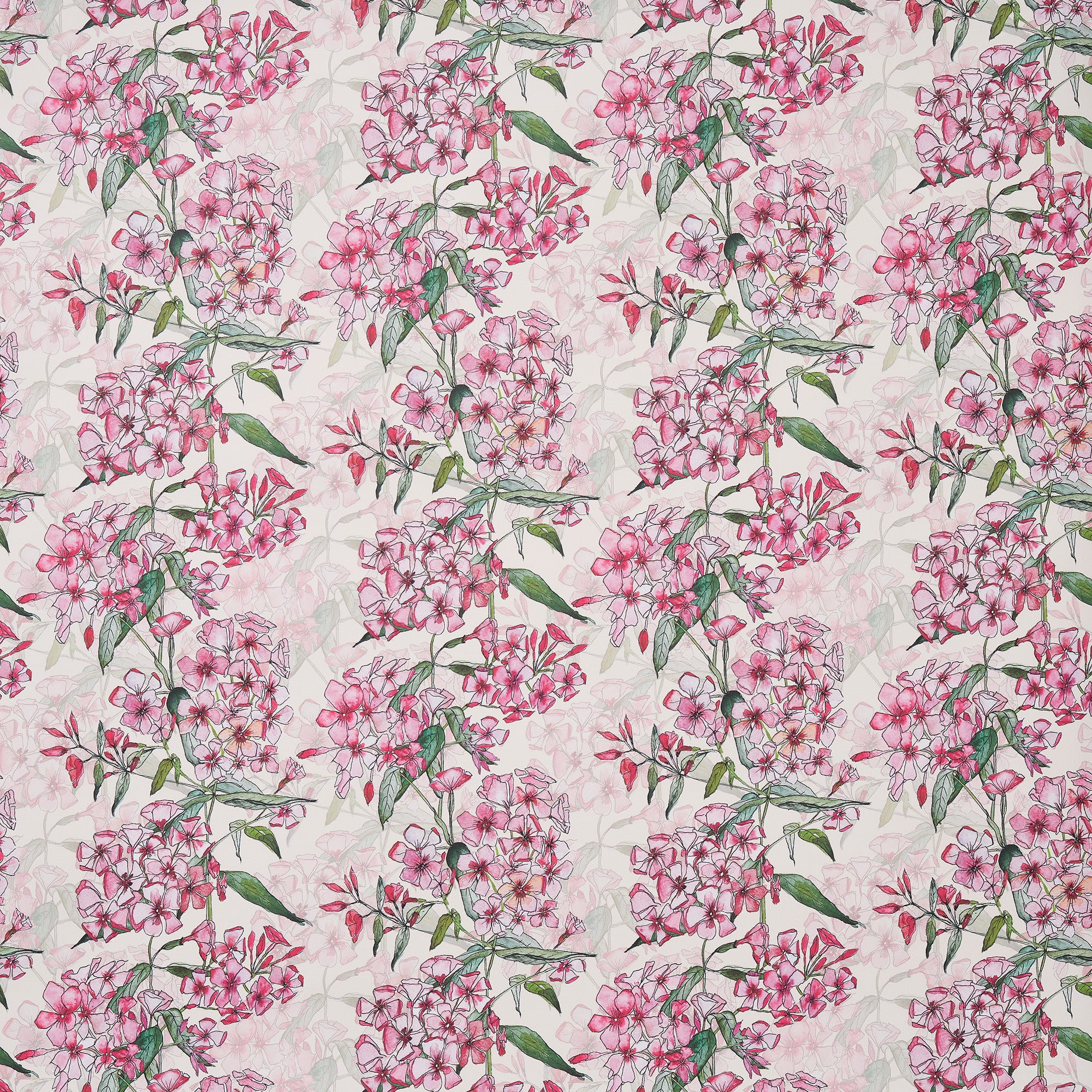 Pink Phlox Rows Wallpaper
