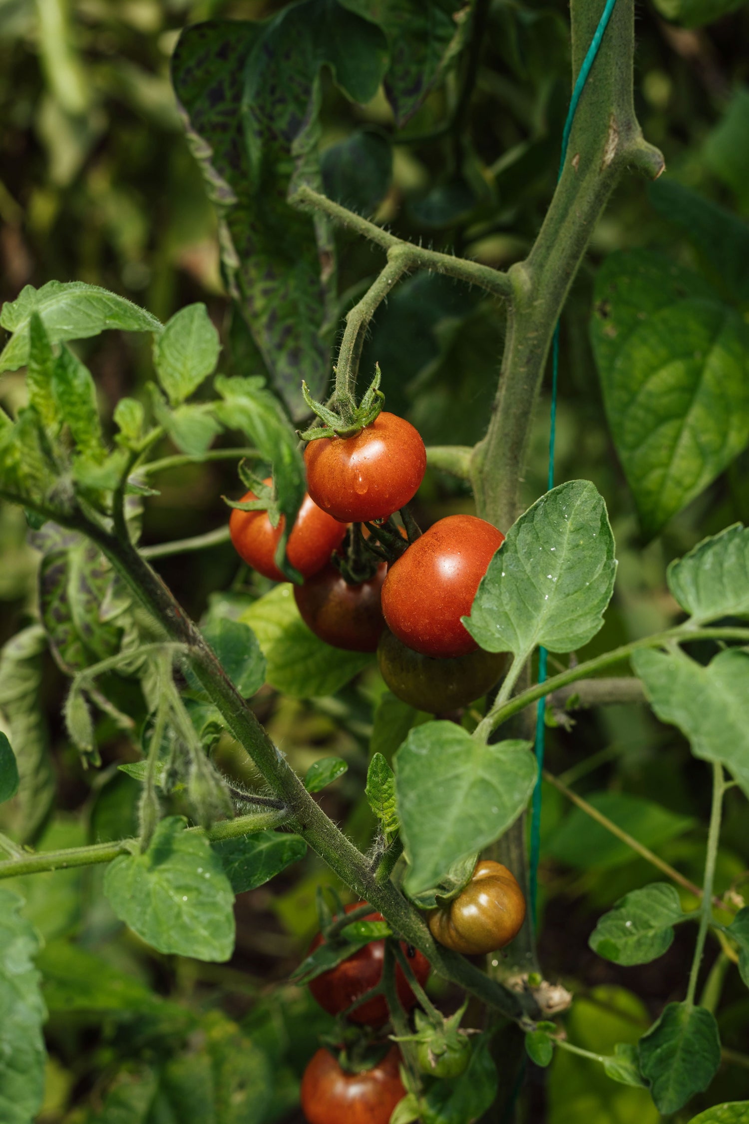 The Story of the Tomato
