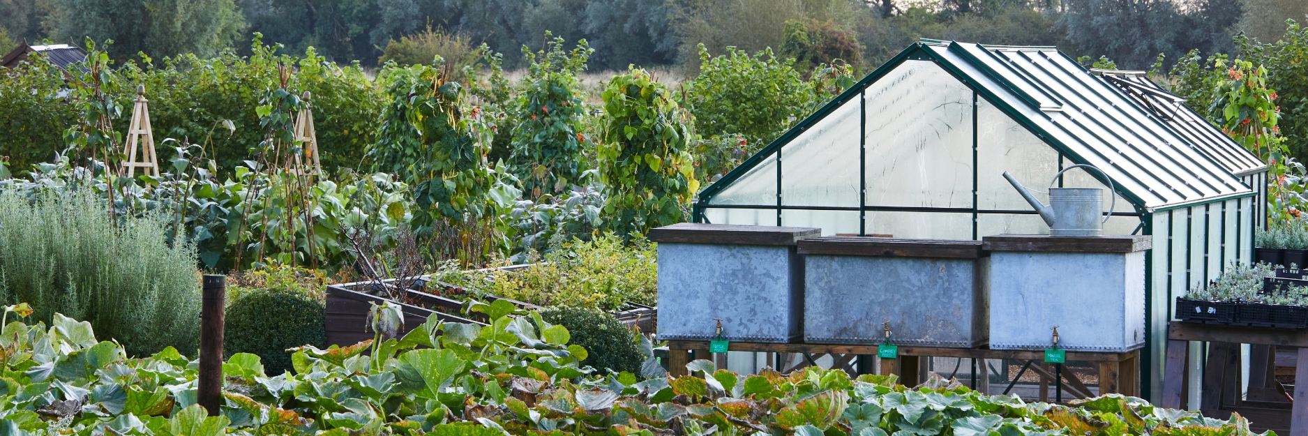 Kitchen Garden