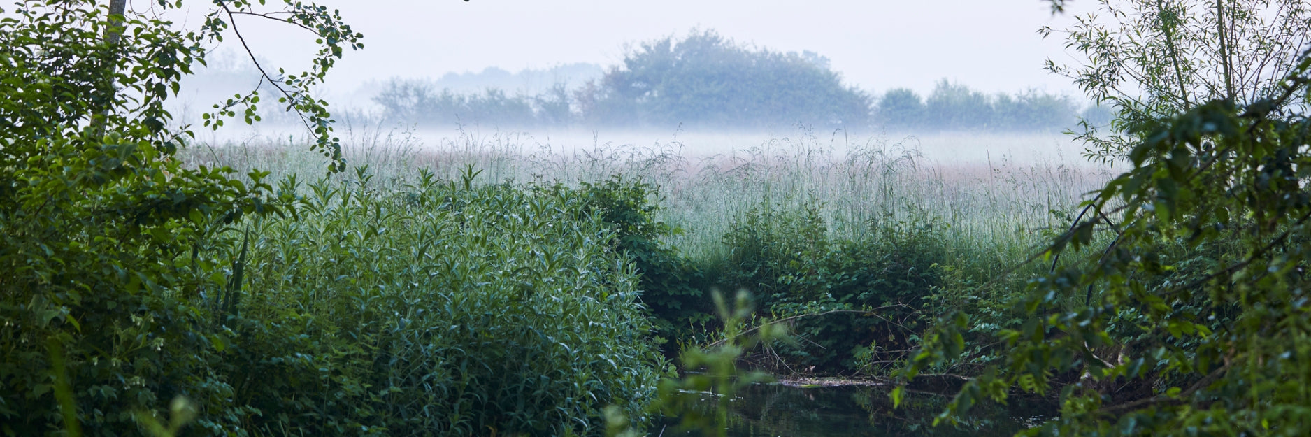 Water Meadow