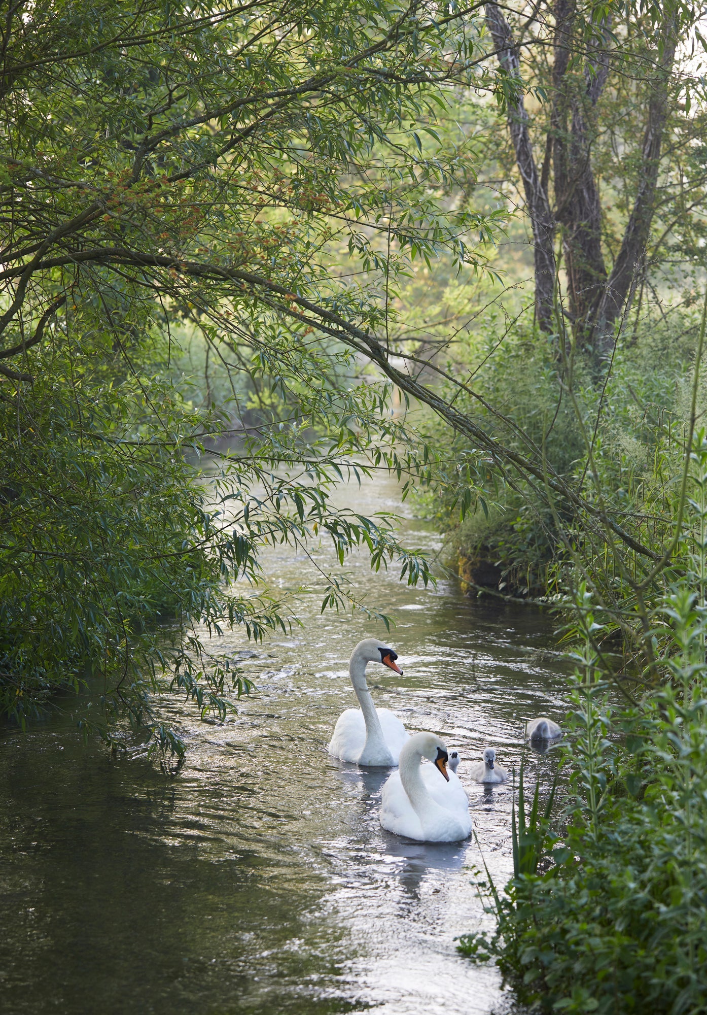 Water Meadow Lifestyle