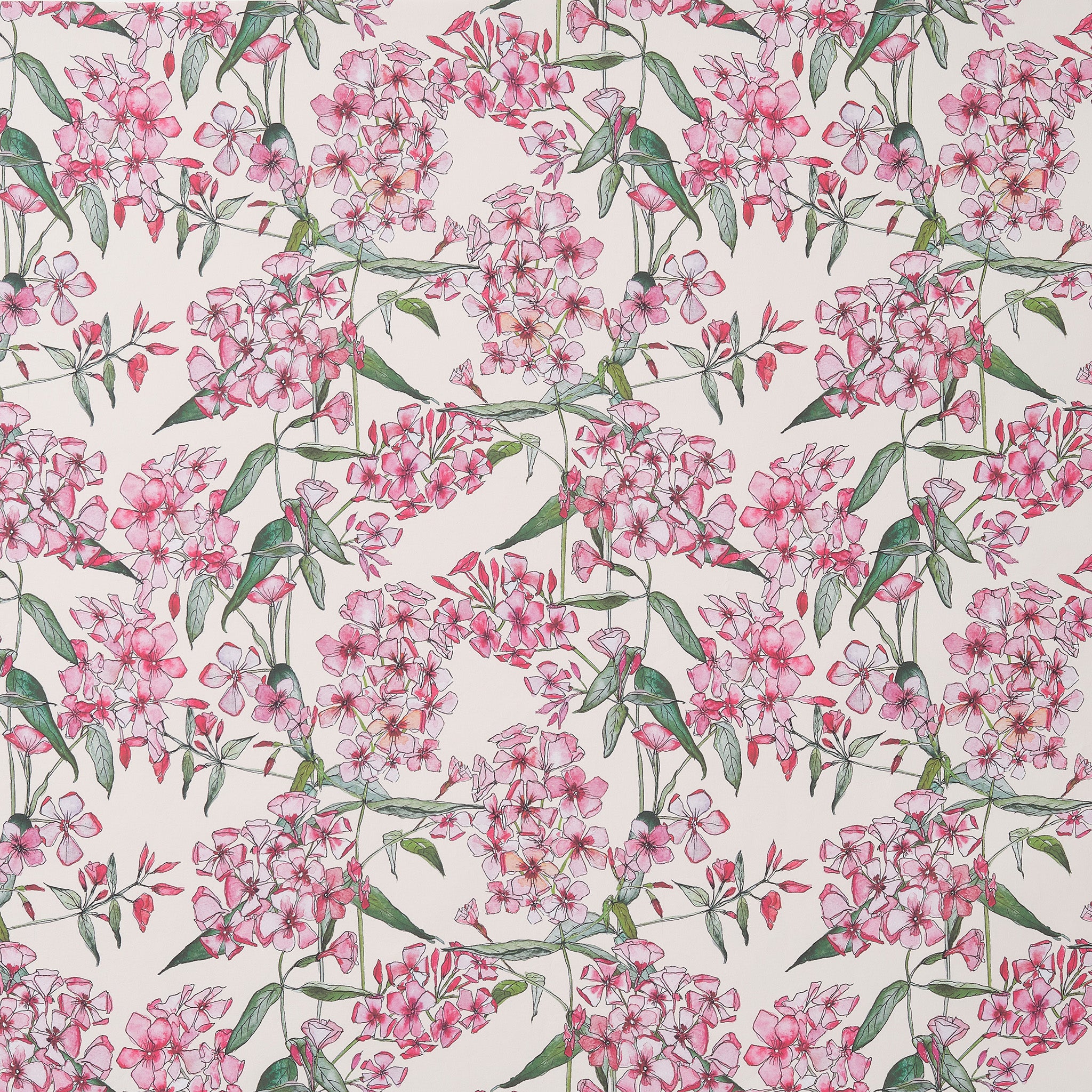 Pink Phlox Wallpaper