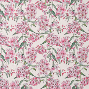 Pink Phlox Wallpaper