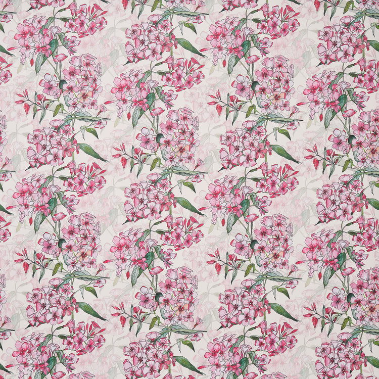 Pink Phlox Rows Wallpaper