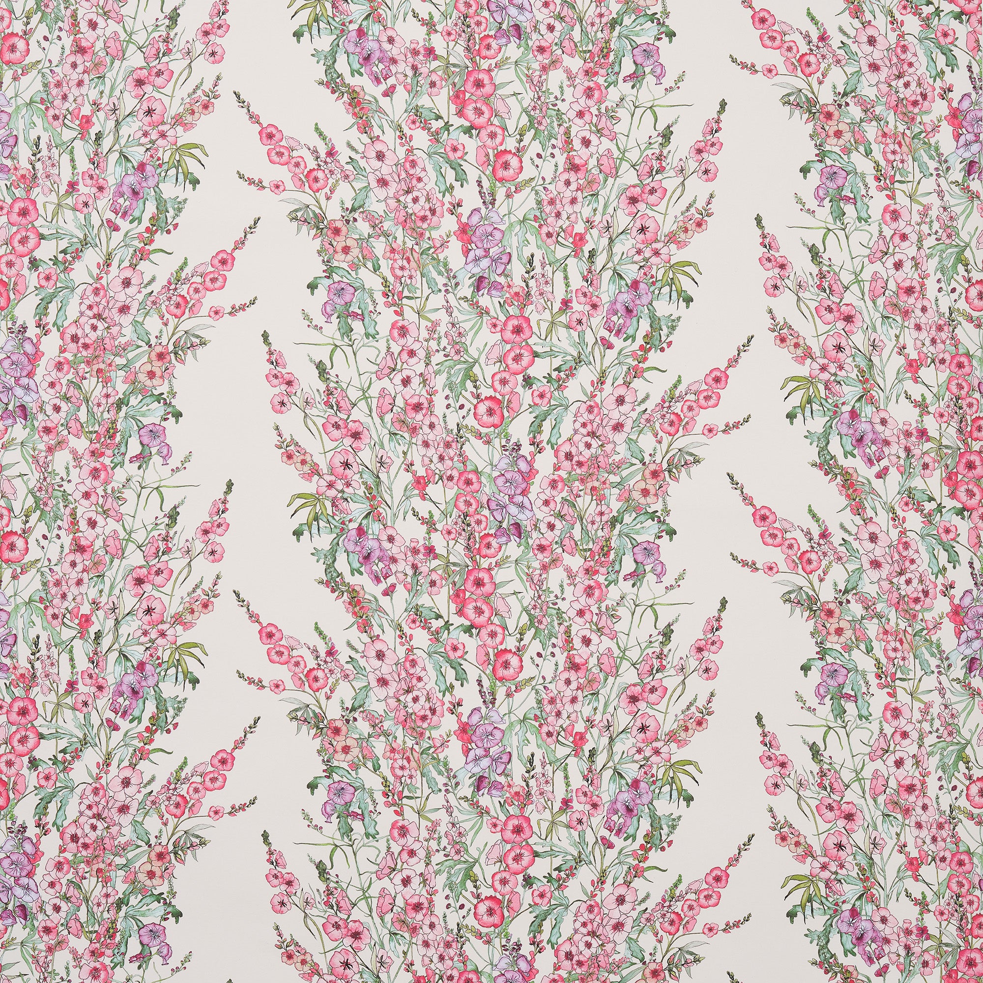 Sidalcea Wallpaper
