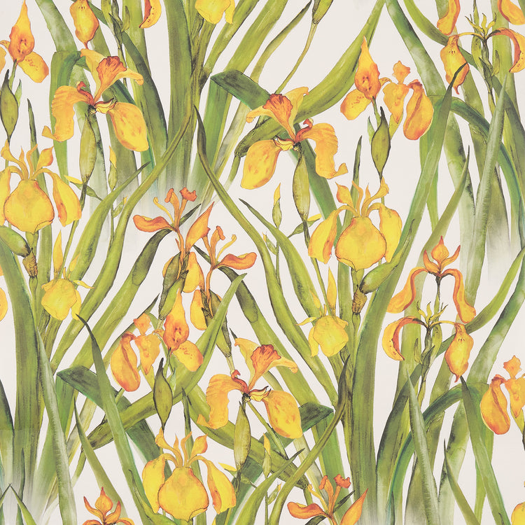 Yellow Iris Large Wallpaper